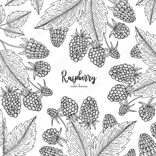 Hand drawn illustration of raspberry isolated on white background. Berries engraved style illustration. Detailed frame with berries. Applicable for menu, flyer, label, poster, print, packaging.