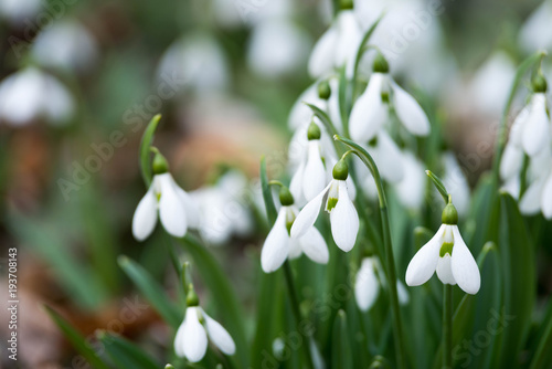 white snowdrop flowers in spring © klagyivik