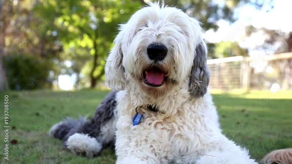 Fluffy Sheepdog Sits in the Sun Fluffy Sheepdog Sits in the Sun