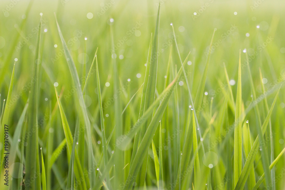 water drops on green grass background