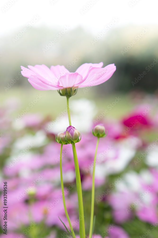 cosmos,flower, isolated, nature, plant, background, blossom cosmos,flower, isolated, nature, plant, background, blossom