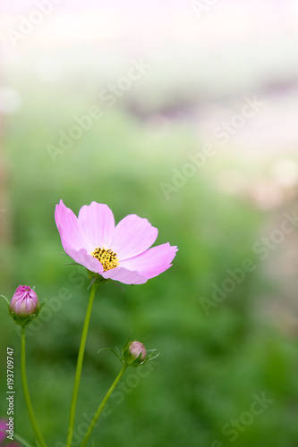 cosmos flower  isolated  nature  plant  background  blossom