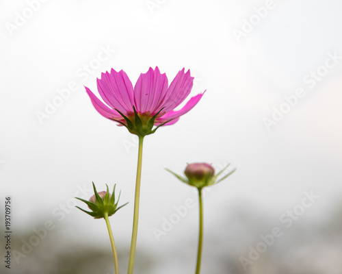 cosmos flower  isolated  nature  plant  background  blossom