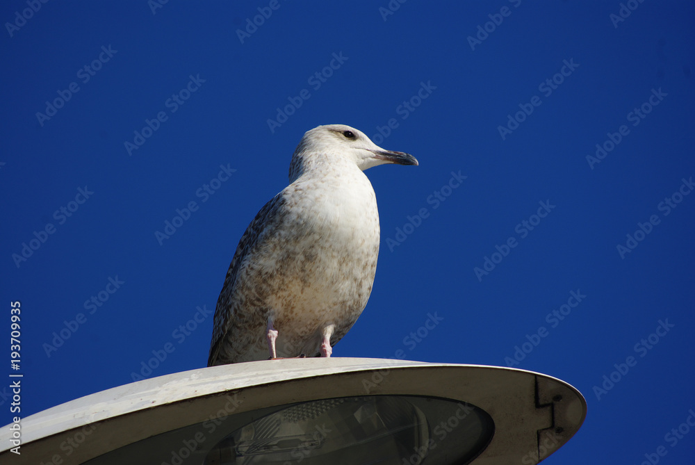 Seagull on the natural blue sky background. Seagull on the natural blue sky background.