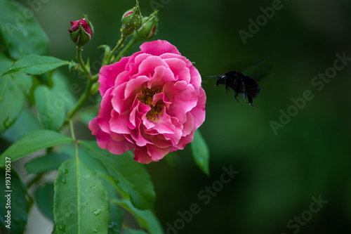 Pink flower with beetle and blurred background photo