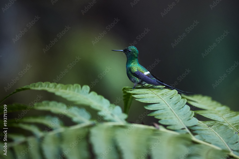 Small hummingbird with long tail, Discosura conversii, Green Thorntail, male  perched on bracken leaf. Rainforest, Costa Rica.