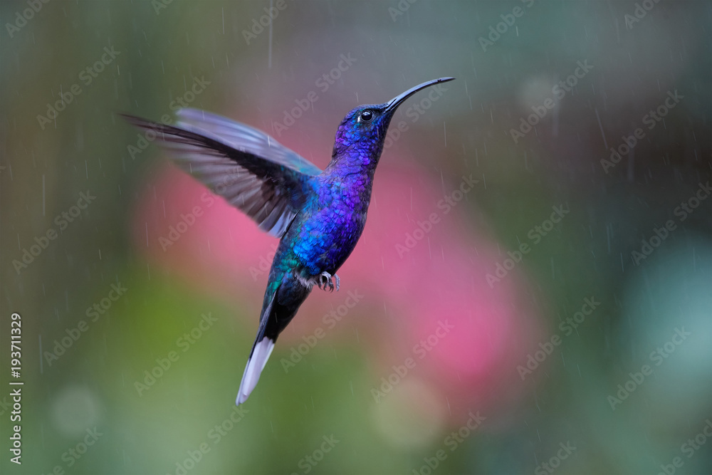 Close up blue hummingbird, Campylopterus hemileucurus, glittering Violet Sabrewing hovering in the rain against abstract, colorful, pink and green background with rain tracks. Rainforest, Costa Rica. Close up blue hummingbird, Campylopterus hemileucurus, glittering Violet Sabrewing hovering in the rain against abstract, colorful, pink and green background with rain tracks. Rainforest, Costa Rica.