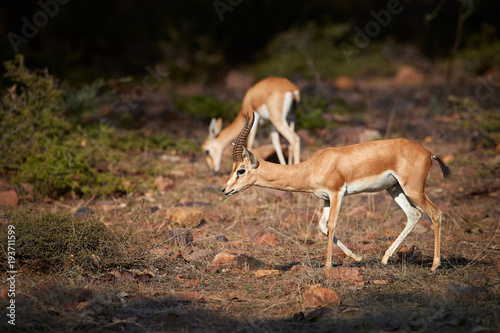 Chinkara  Gazella bennettii  also known as the Indian gazelle  native to Iran  Afganistan  Pakistan and India  male and female  pair lit by afternoon sun against dark jungle  Ranthambore  India