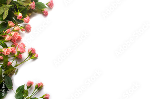 Pink rose costume on white background
