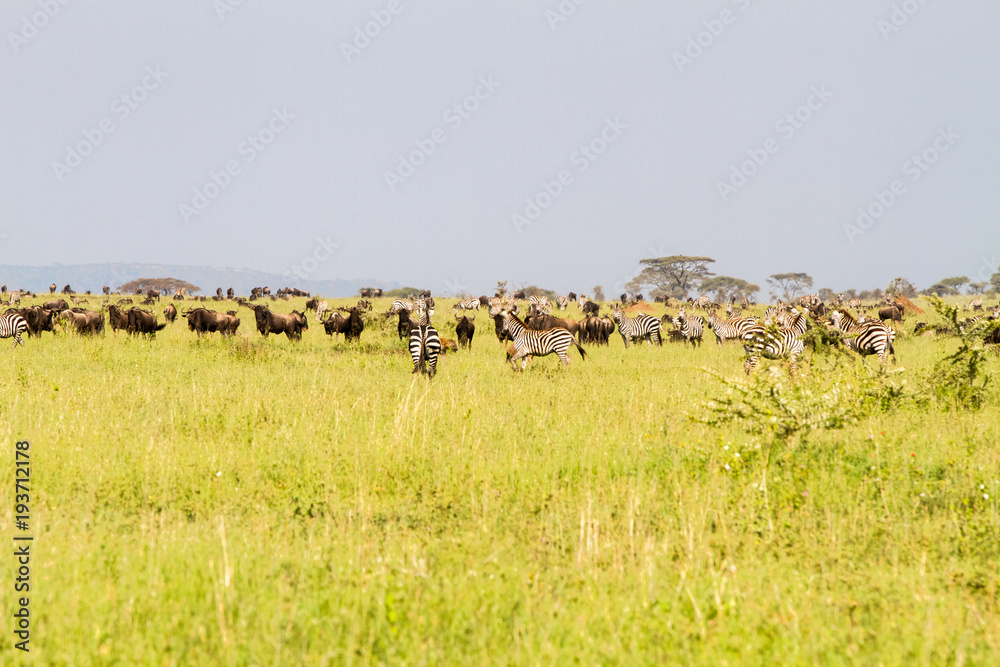 Field with zebras and blue wildebeest