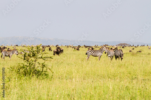 Field with zebras and blue wildebeest