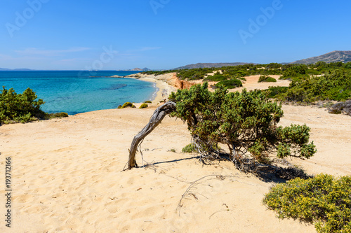Fototapeta Naklejka Na Ścianę i Meble -  Tree on cliff and view of sea with Aliko beach on Naxos island. Cyclades, Greece