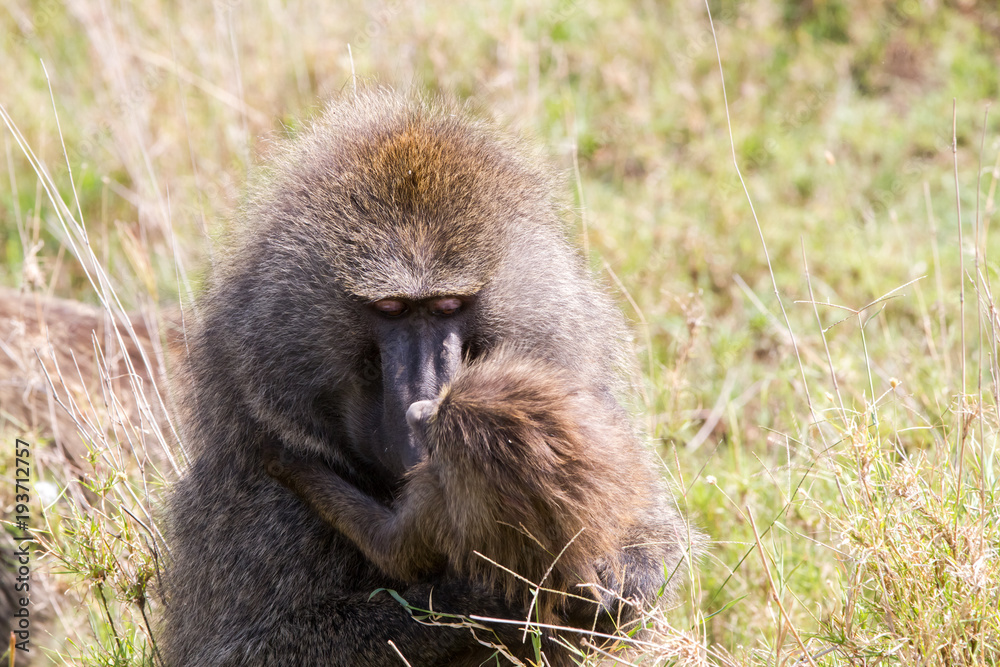 Vervet monkey (Chlorocebus pygerythrus), small, black faced monkey with a greenish-olive or silvery-gray body in Serengeti, Tanzanian national park in the Serengeti ecosystem in the Mara. Vervet monkey (Chlorocebus pygerythrus), small, black faced monkey with a greenish-olive or silvery-gray body in Serengeti, Tanzanian national park in the Serengeti ecosystem in the Mara.