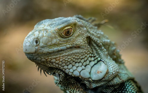 Green Iguana