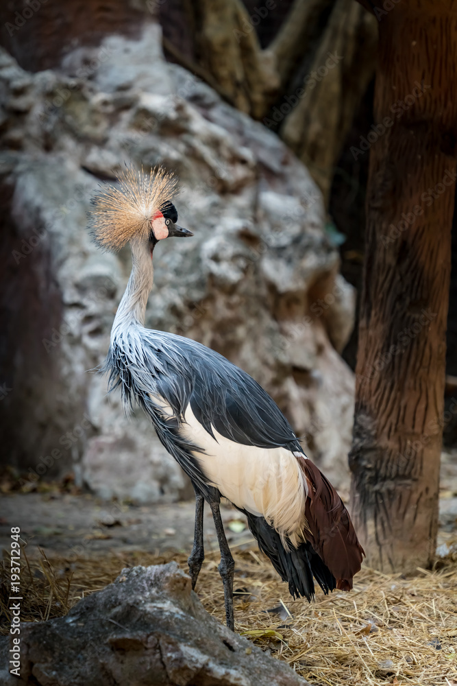Fototapeta premium Crowned crane