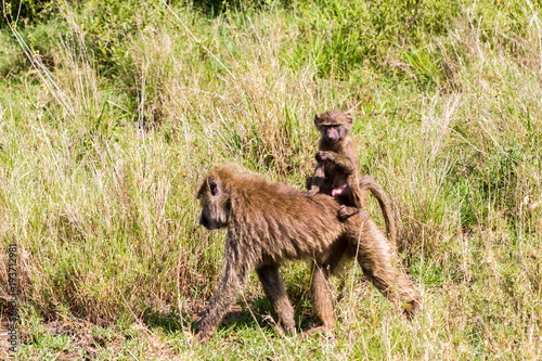 Vervet monkey (Chlorocebus pygerythrus), small, black faced monkey with a greenish-olive or silvery-gray body in Serengeti, Tanzanian national park in the Serengeti ecosystem in the Mara.