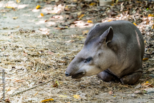 Sounth american tapir photo