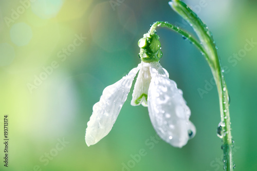 First Spring Snowdrop Flower with Water Drops on Sunny Blurred Background