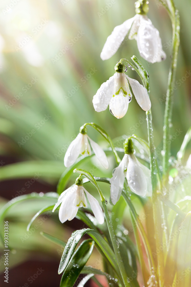 First Spring Snowdrops Flowers with Water Drops in Gadern First Spring Snowdrops Flowers with Water Drops in Gadern