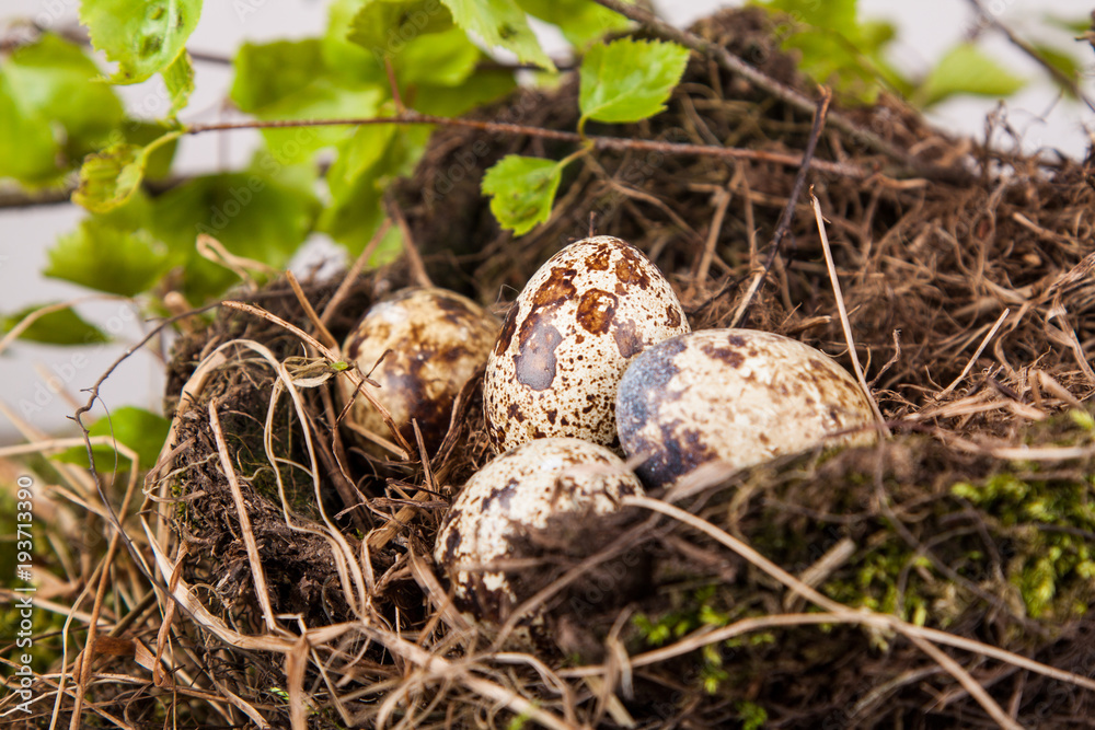 quail eggs in a nest detail quail eggs in a nest detail