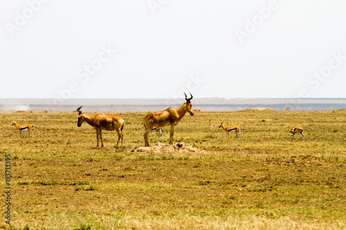 African antelope - the hartebeest (Alcelaphus buselaphus), also known as kongoni in Serengeti National Park, Tanzanian national park in the Serengeti ecosystem in the Mara and Simiyu regions