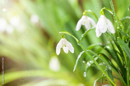 Green Spring Snowdrops Flowers with Water Drops in Gadern
