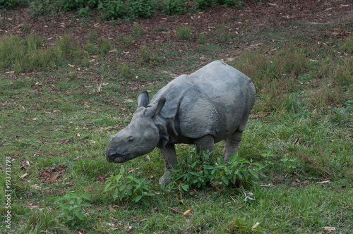 Wild baby rhinoceros in Nepal