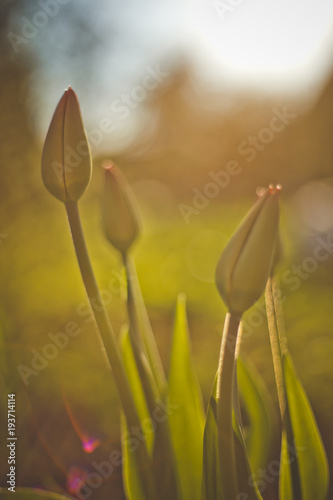 Flower bed in the garden grew young green shoots of the leaves of Tulip start to bloom buds Against Sunset Sky