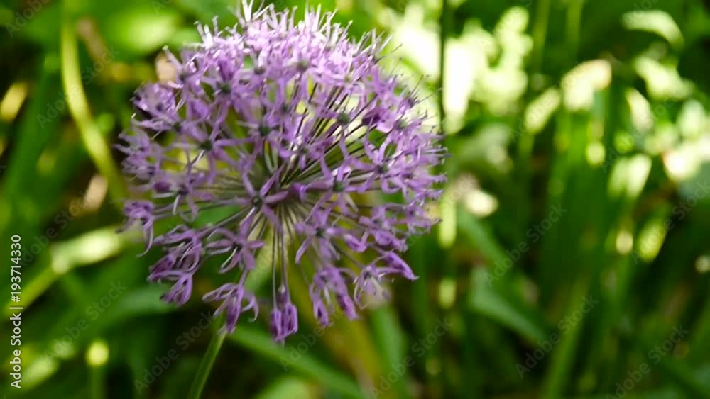 Allium purple flowers close up in the garden shooting of static camera. Allium purple flowers close up in the garden shooting of static camera.