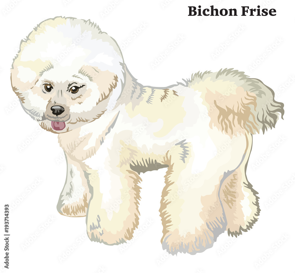 Colored decorative standing portrait of dog Bichon Frise vector  illustration Stock Vector | Adobe Stock