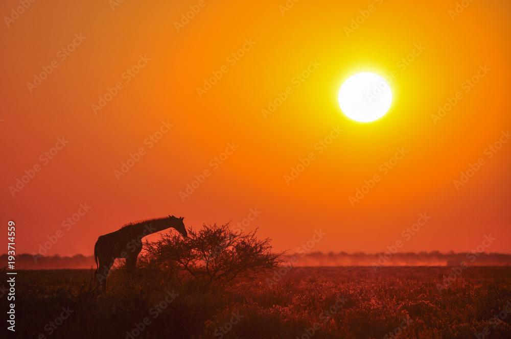 Wild giraffe on sunset in African savannah Wild giraffe on sunset in African savannah