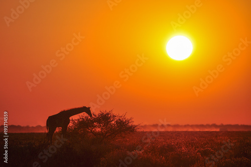 Wild giraffe on sunset in African savannah