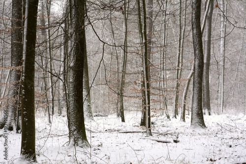 Snovy winter trees in the forest © christianlung