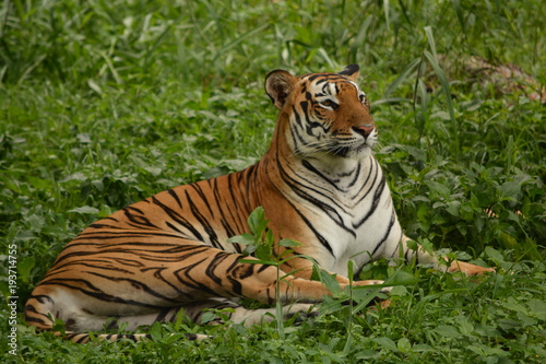 The Bengal tiger taking rest in grass land during afternoon  almost sleepy mood.