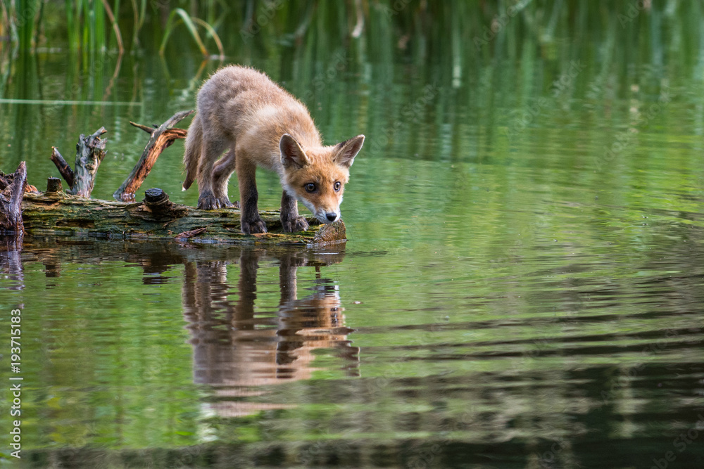 Red fox in the woods(Vulpes vulpes) Red fox in the woods(Vulpes vulpes)
