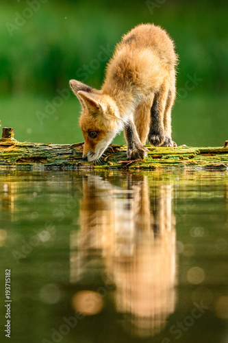 Red fox in the woods(Vulpes...