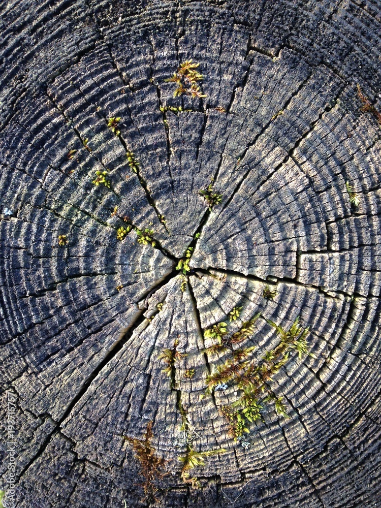 Fototapeta premium coupe bois