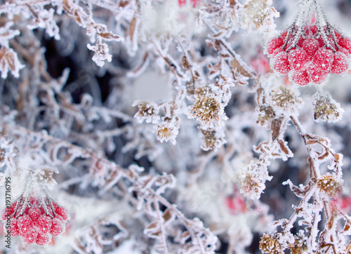 Plant in frost.Beautiful winter nature background.Nature wallpaper