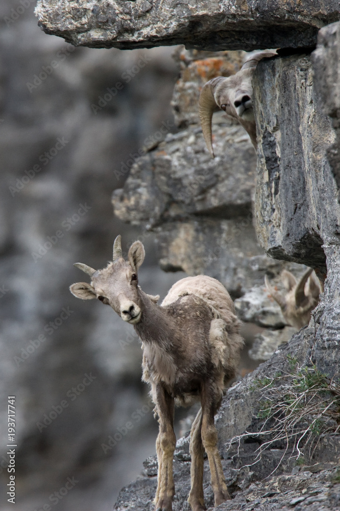 A few young bighorn sheep curiously watching us from around the corner of a rock. This photo was taken along Going to the Sun Road in Glacier National Park. A few young bighorn sheep curiously watching us from around the corner of a rock. This photo was taken along Going to the Sun Road in Glacier National Park.