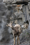 A few young bighorn sheep curiously watching us from around the corner of a rock. This photo was taken along Going to the Sun Road in Glacier National Park.