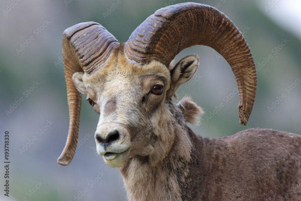 A close shot of a bighorn sheep looking towards the camera in Glacier National Park.