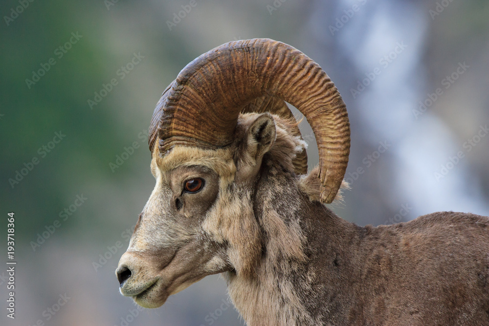 A close shot of a bighorn sheep that is shedding during spring at Glacier National Park. A close shot of a bighorn sheep that is shedding during spring at Glacier National Park.