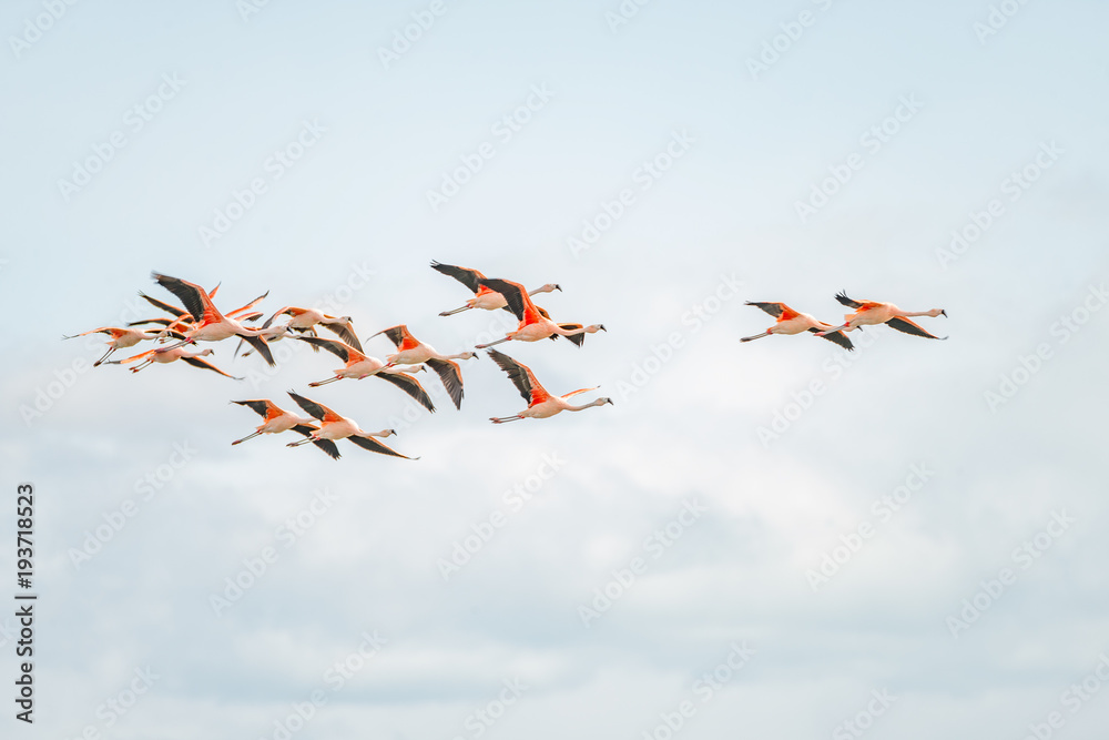 Fototapeta premium Flying Rosy Flamingos at Nimez Birds Reservation area, Patagonia