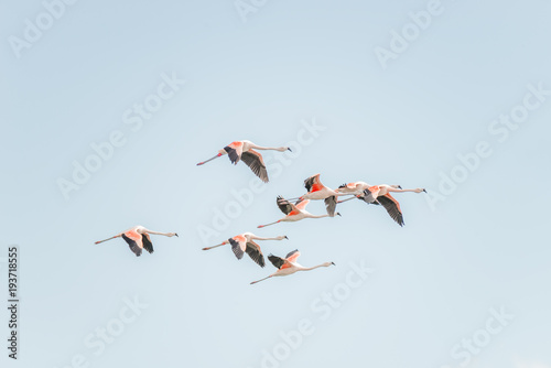 Flying Rosy Flamingos at Nimez Birds Reservation area, Patagonia