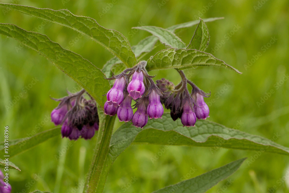 beautiful flower comfrey blooming in a field or a meadow