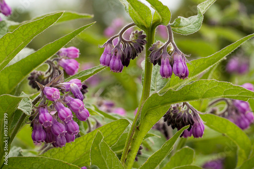 beautiful flower comfrey blooming in a field or a meadow photo