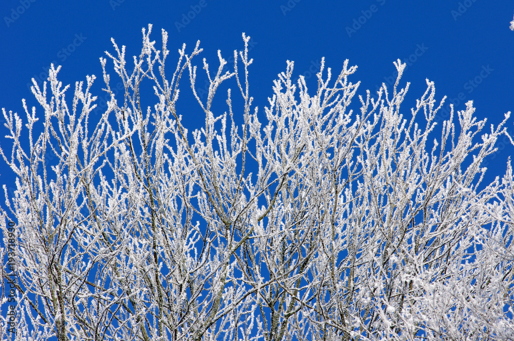Frosted tree against  the blue sky