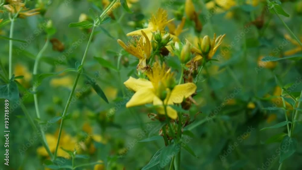 St. John's wort, medicinal plant with flower in the field. St. John's wort, medicinal plant with flower in the field.