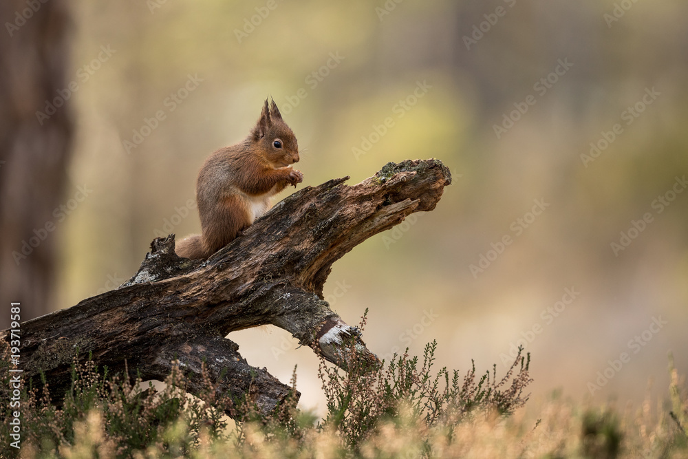 Red Squirrel eating a hazelnut perched on a log with a green and brown background and heather in the foreground. Red Squirrel eating a hazelnut perched on a log with a green and brown background and heather in the foreground.