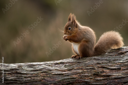 Canvas Print Red squirrel perched on a side on eating a hazelnut with muted green and brown background